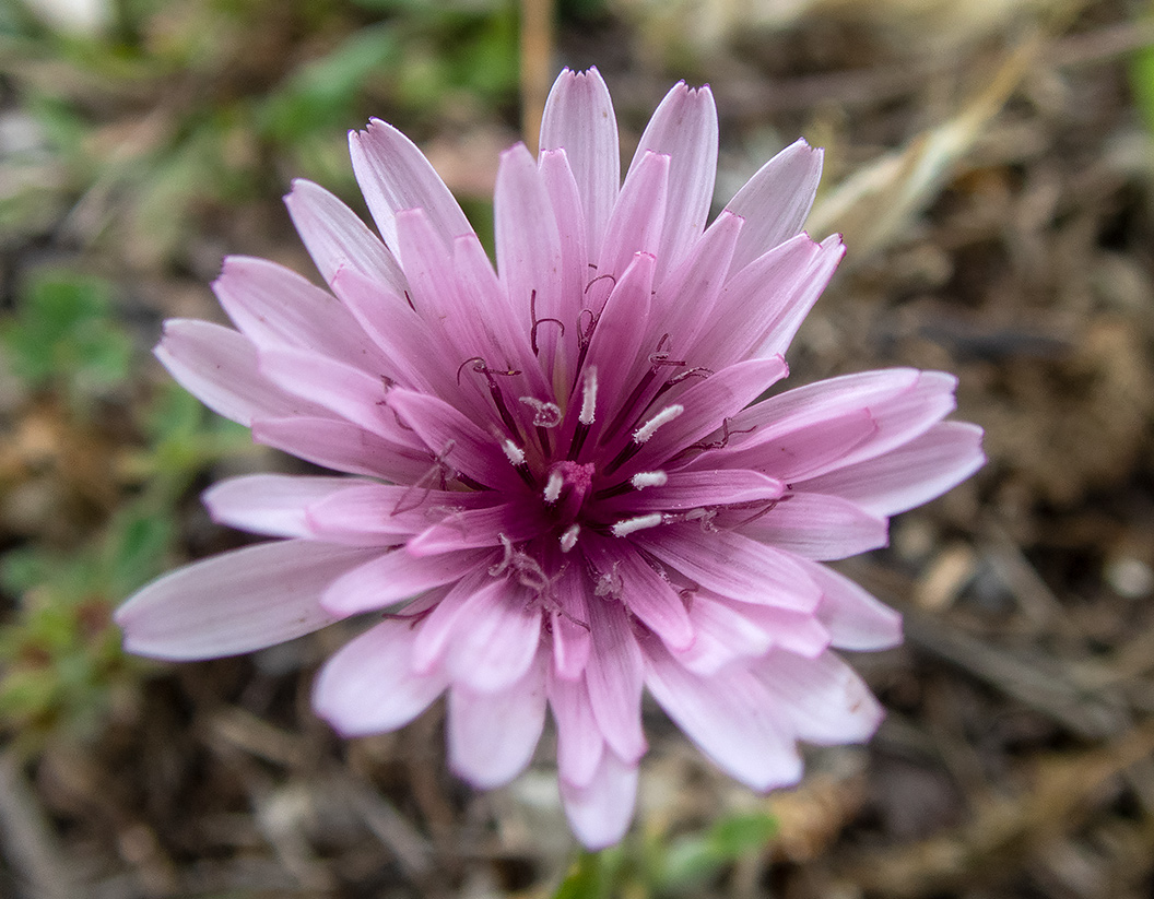 Image of Crepis rubra specimen.