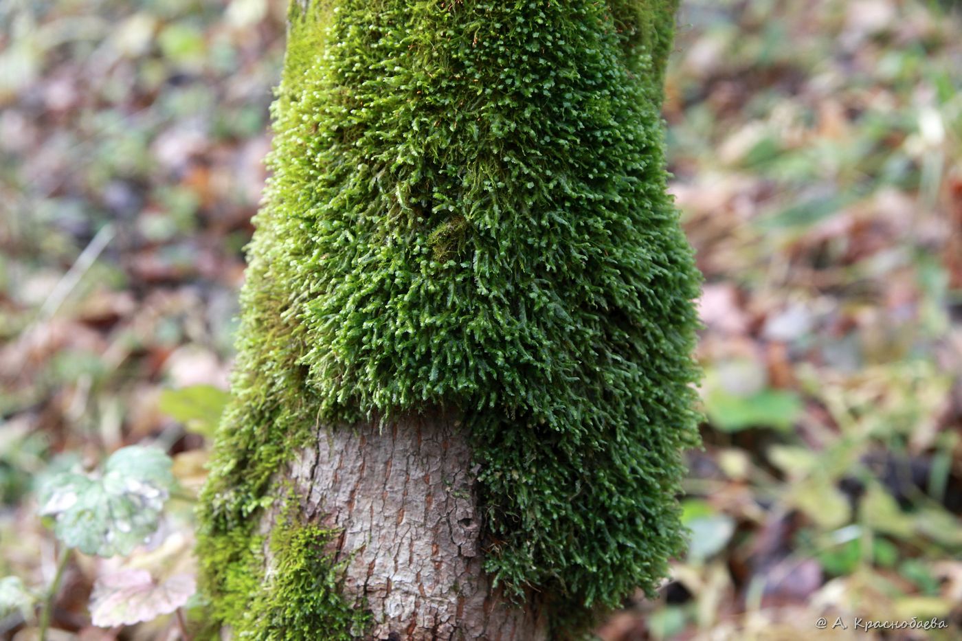 Изображение особи Homalia trichomanoides.