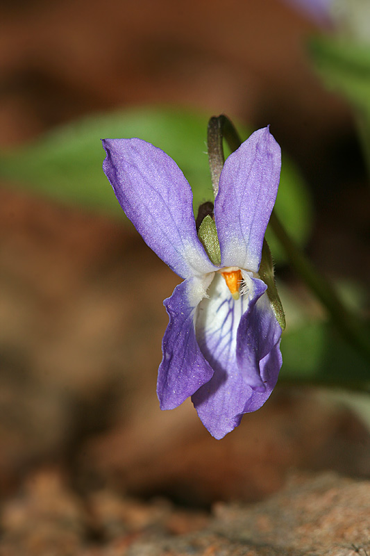 Изображение особи Viola collina.