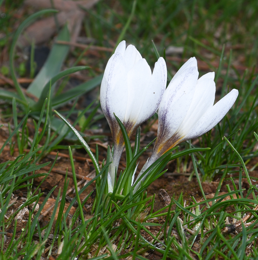 Изображение особи Crocus hyemalis.