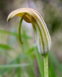 Arisarum vulgare