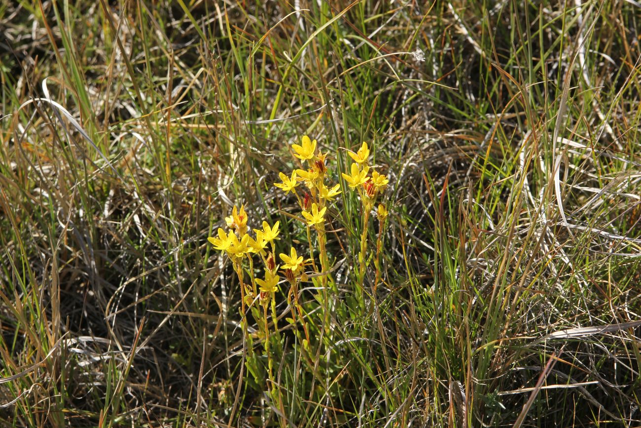 Image of Saxifraga hirculus specimen.