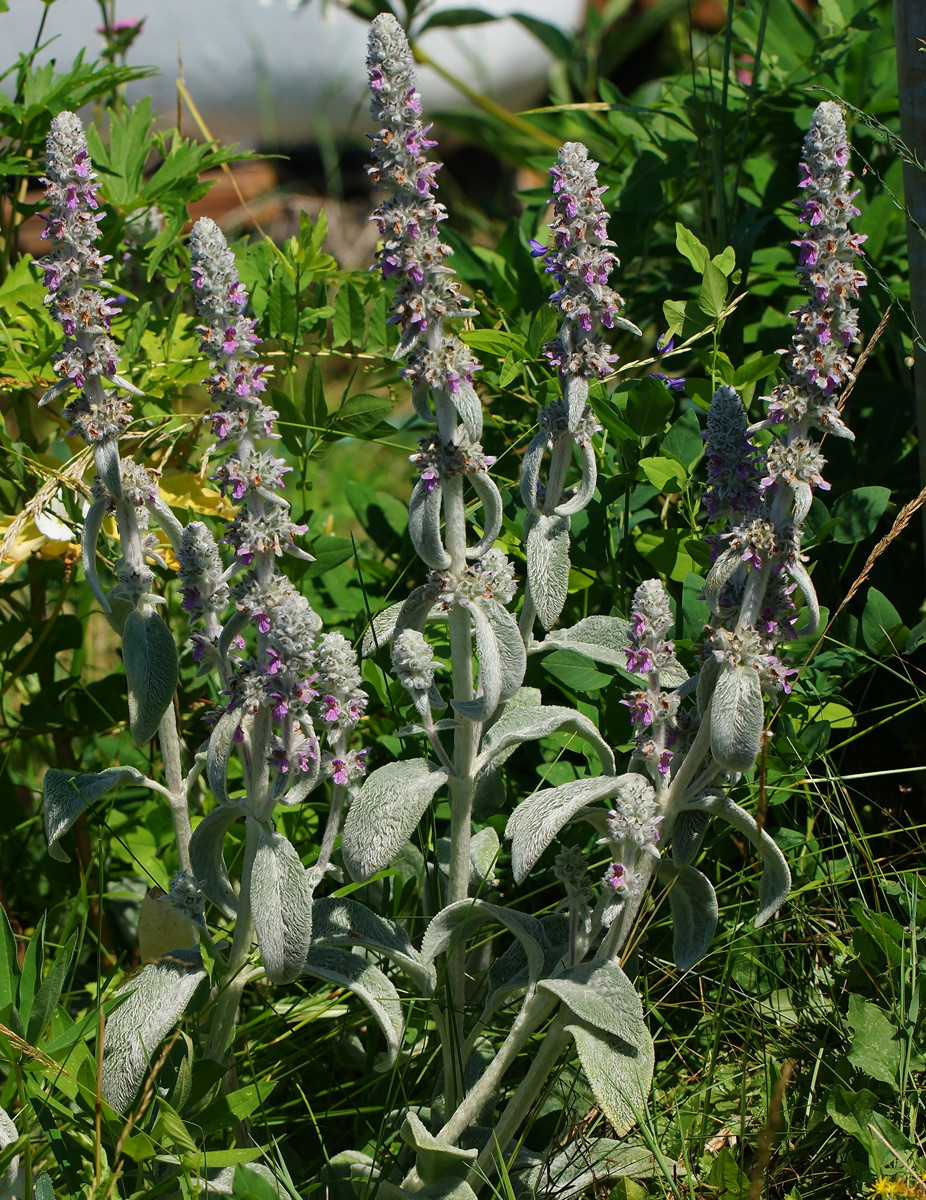 Image of Stachys byzantina specimen.