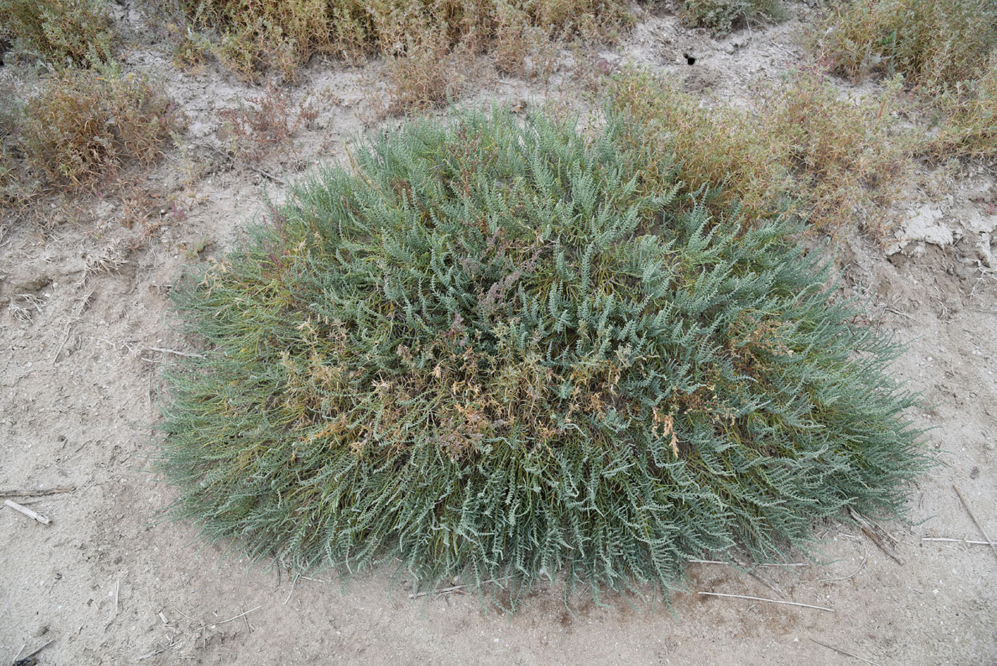 Image of Halocnemum strobilaceum specimen.