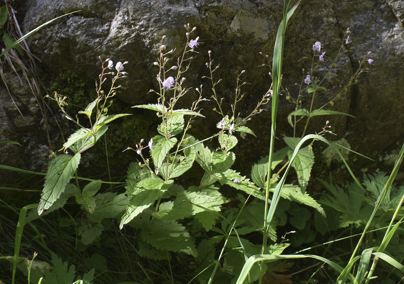 Image of Veronica urticifolia specimen.