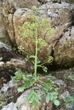 Ferula kokanica. Плодоносящее растение. Узбекистан, Самаркандская обл., Зеравшанский хр., окр. кишлака Терсак, 1600 м н.у.м., сильно затенённый скальный участок у берега реки. 12 мая 2022 г.