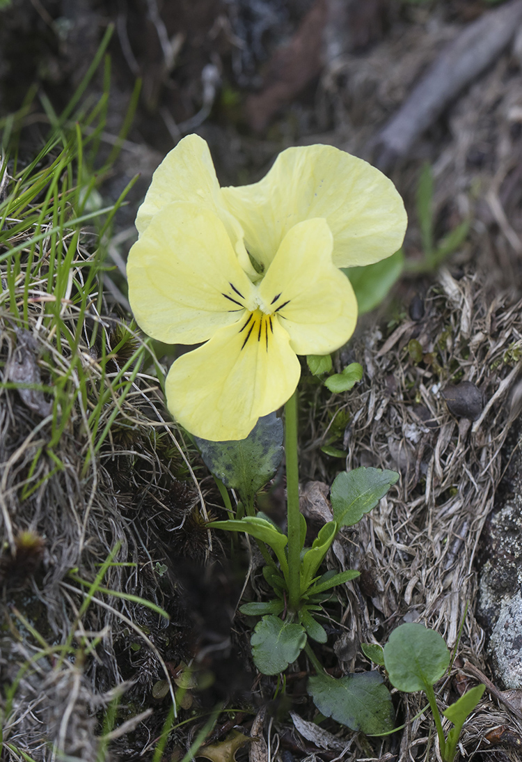 Image of Viola oreades specimen.