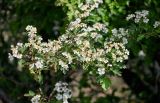 Crataegus monogyna. Верхушка ветви с соцветиями. Дагестан, Кумторкалинский р-н, долина р. Шураозень, берег реки. 30.04.2022.