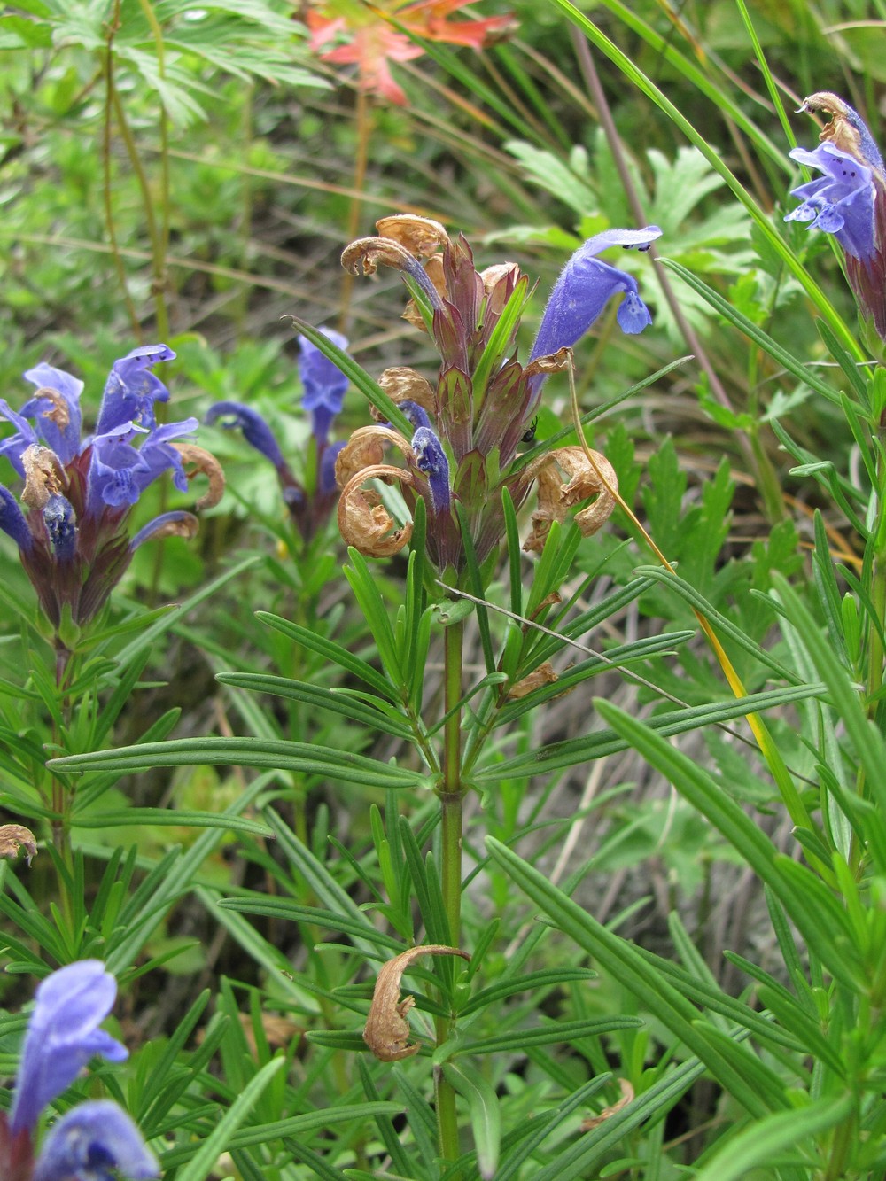 Image of Dracocephalum ruyschiana specimen.