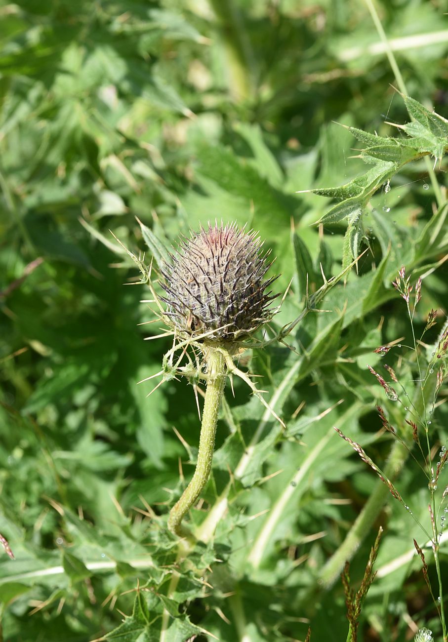 Изображение особи Cirsium pugnax.