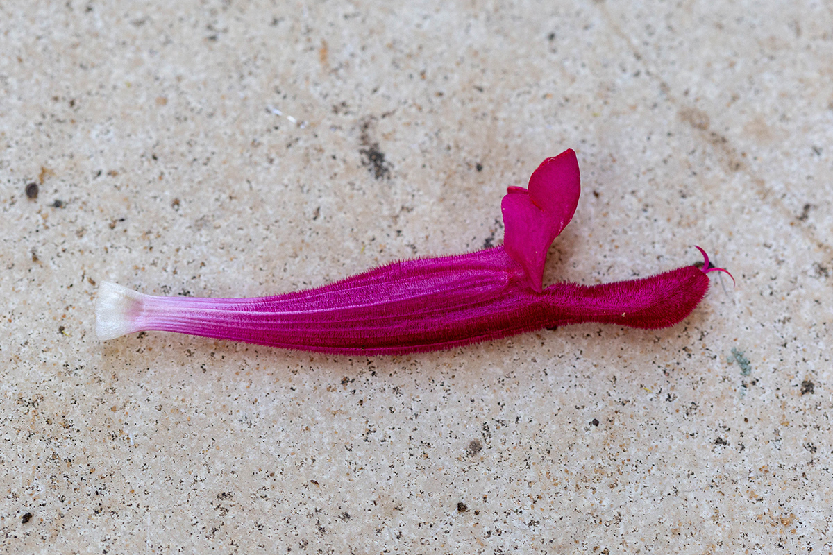 Image of genus Salvia specimen.