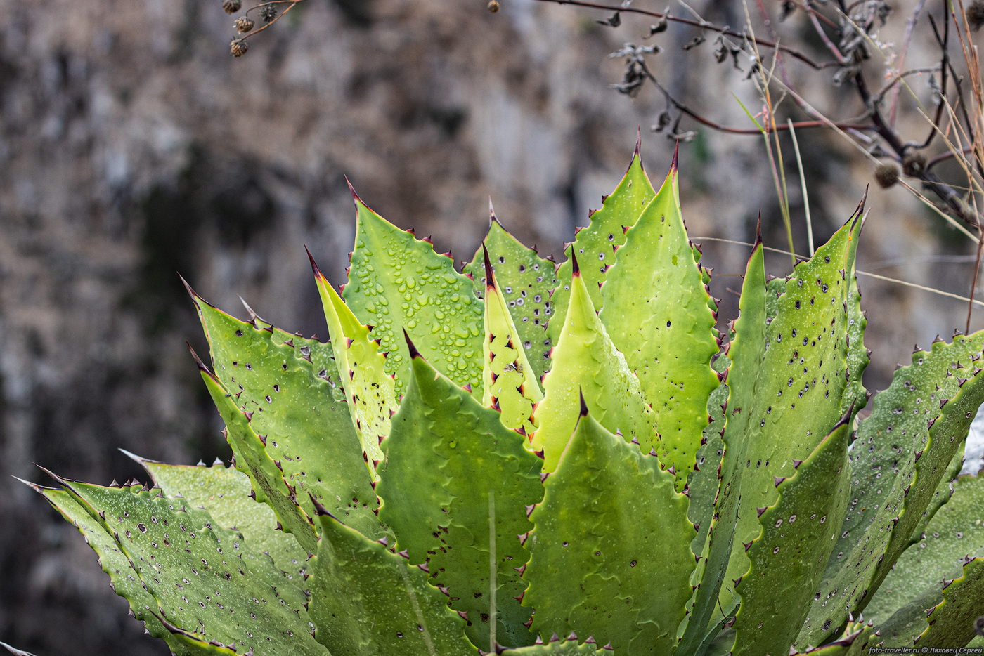 Image of genus Agave specimen.