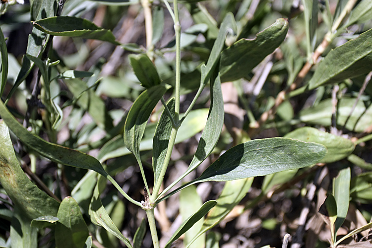 Image of Clematis songorica specimen.