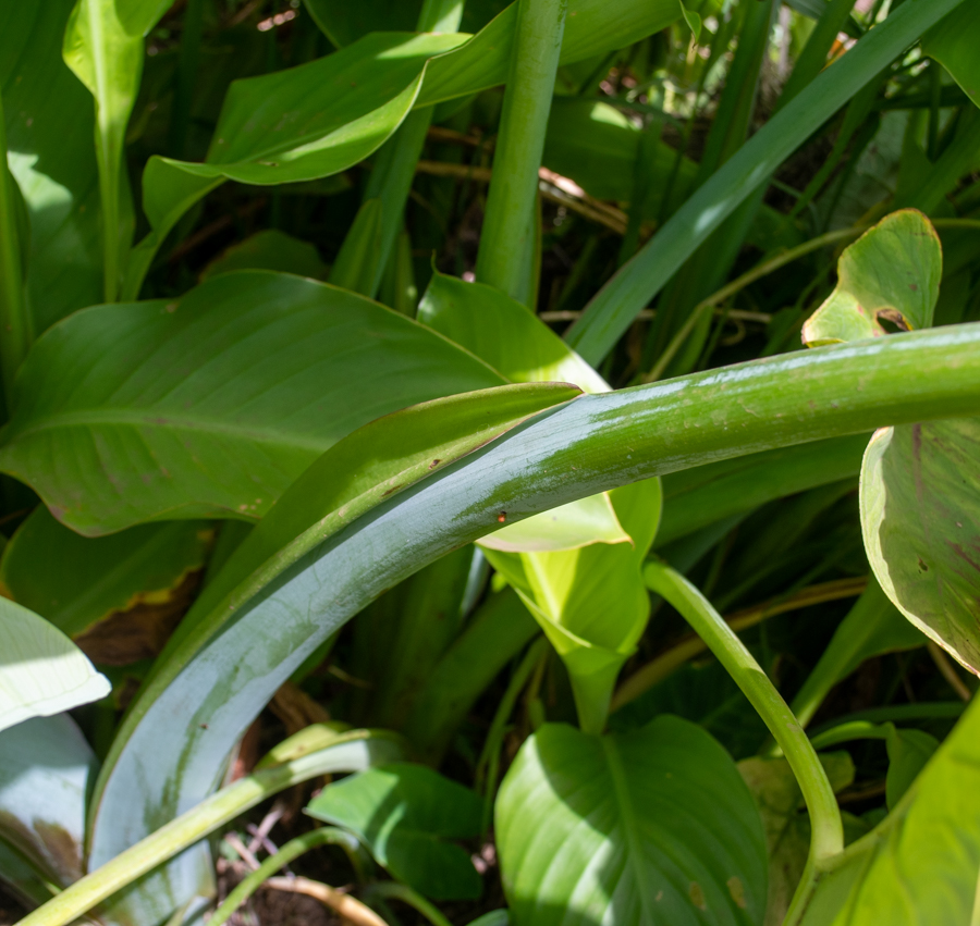 Image of genus Xanthosoma specimen.