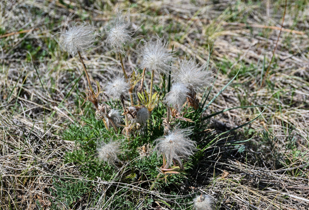 Изображение особи Pulsatilla turczaninovii.