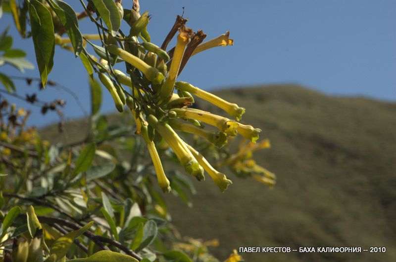 Image of Nicotiana glauca specimen.