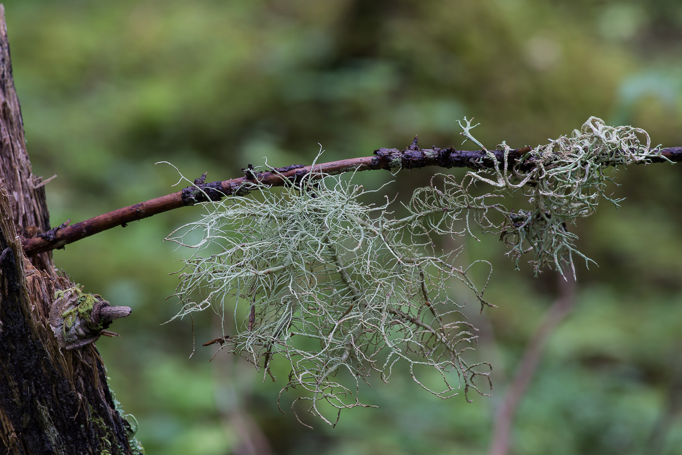 Image of genus Usnea specimen.