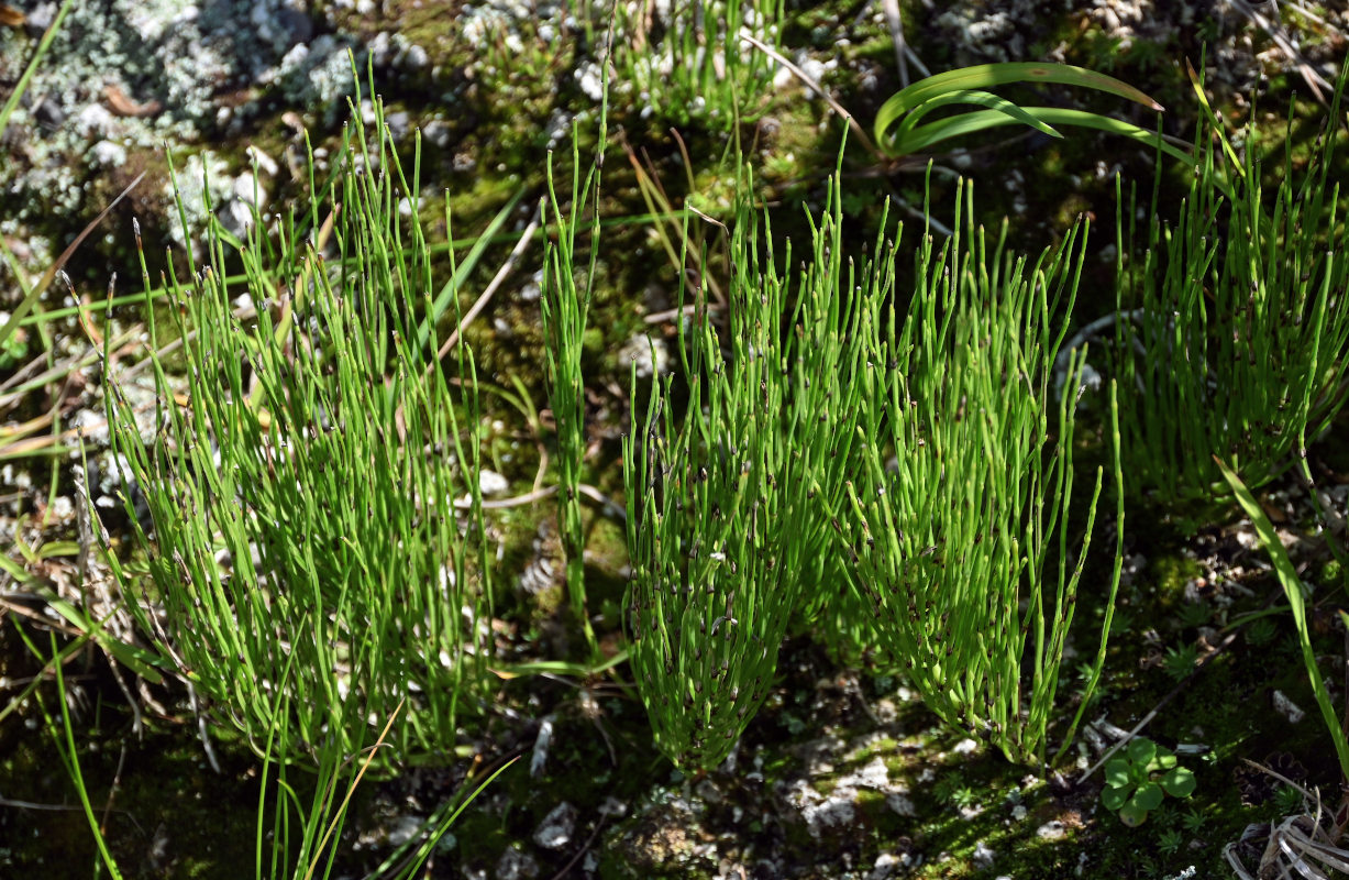 Image of Equisetum arvense specimen.