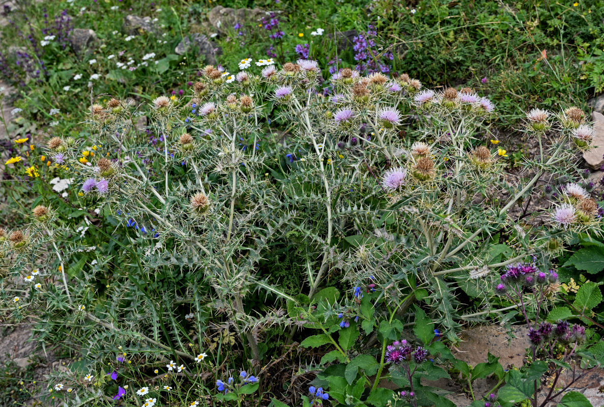 Изображение особи Cirsium tomentosum.