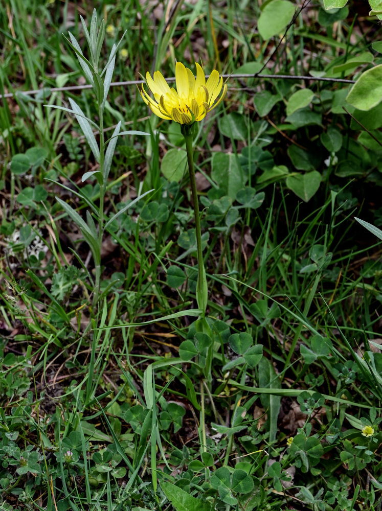 Изображение особи род Tragopogon.