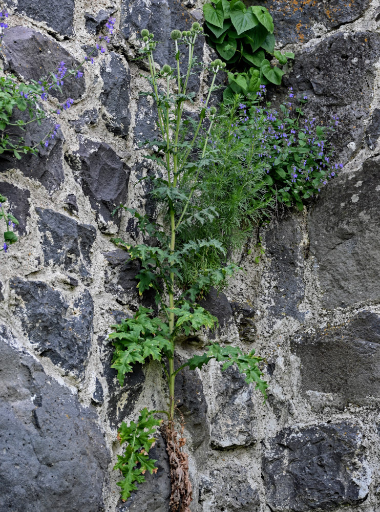 Изображение особи Echinops sphaerocephalus.