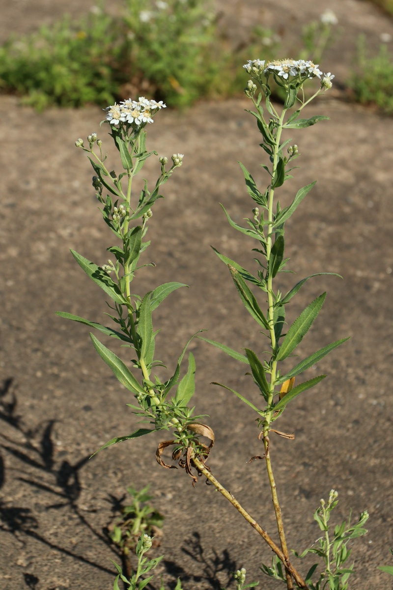 Image of Achillea cartilaginea specimen.