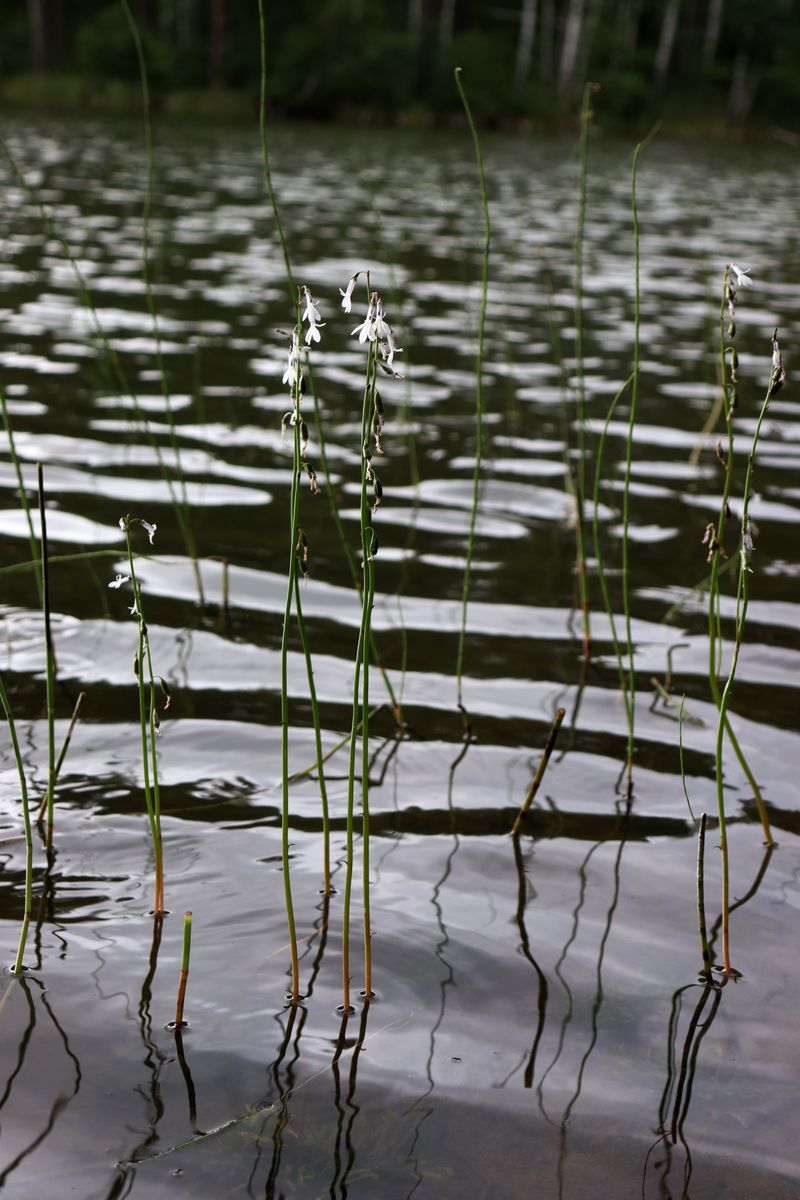 Image of Lobelia dortmanna specimen.