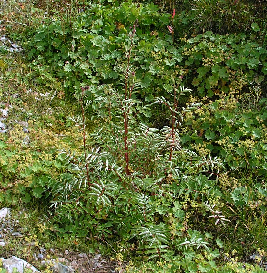 Изображение особи Sanguisorba alpina.