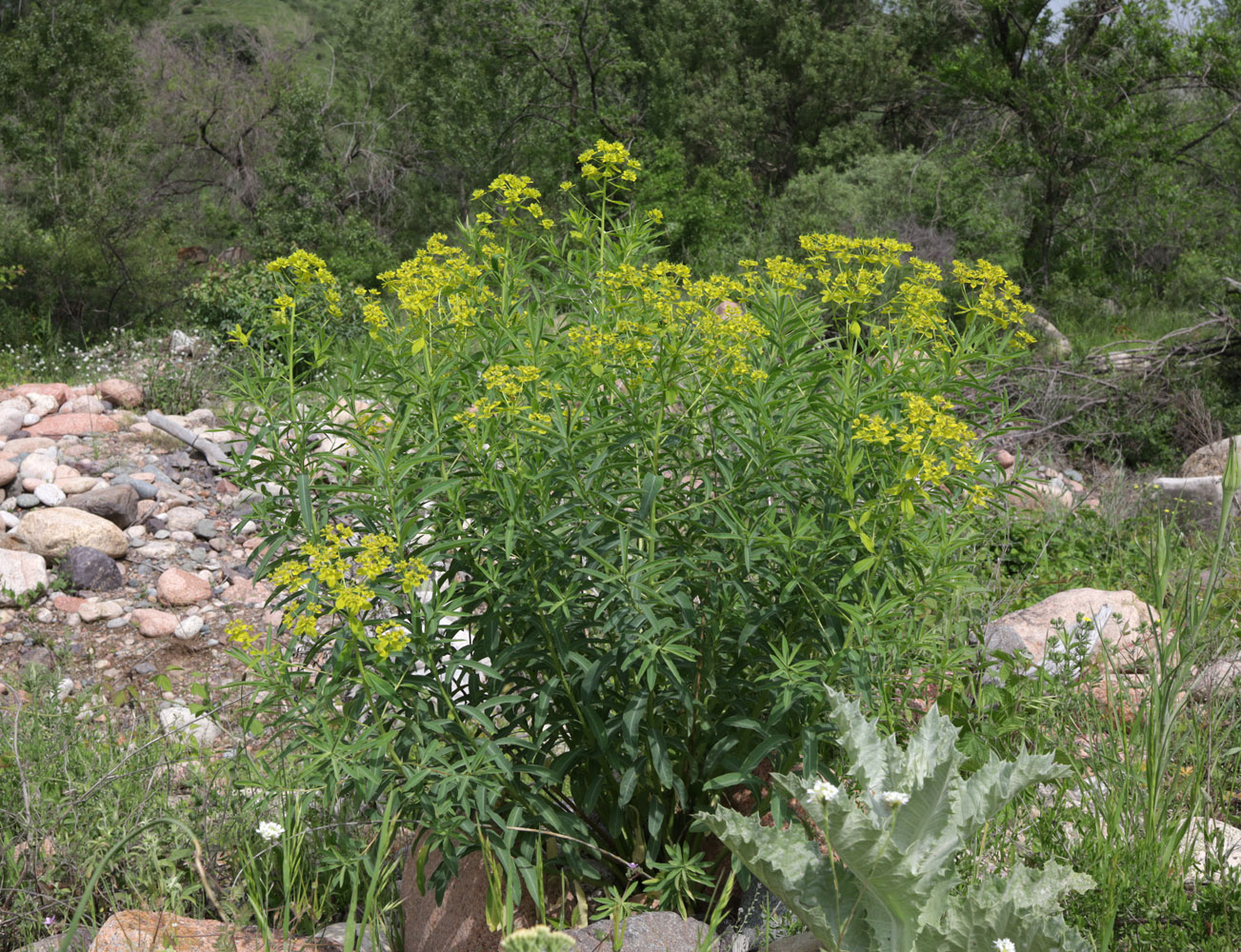 Image of Euphorbia lamprocarpa specimen.