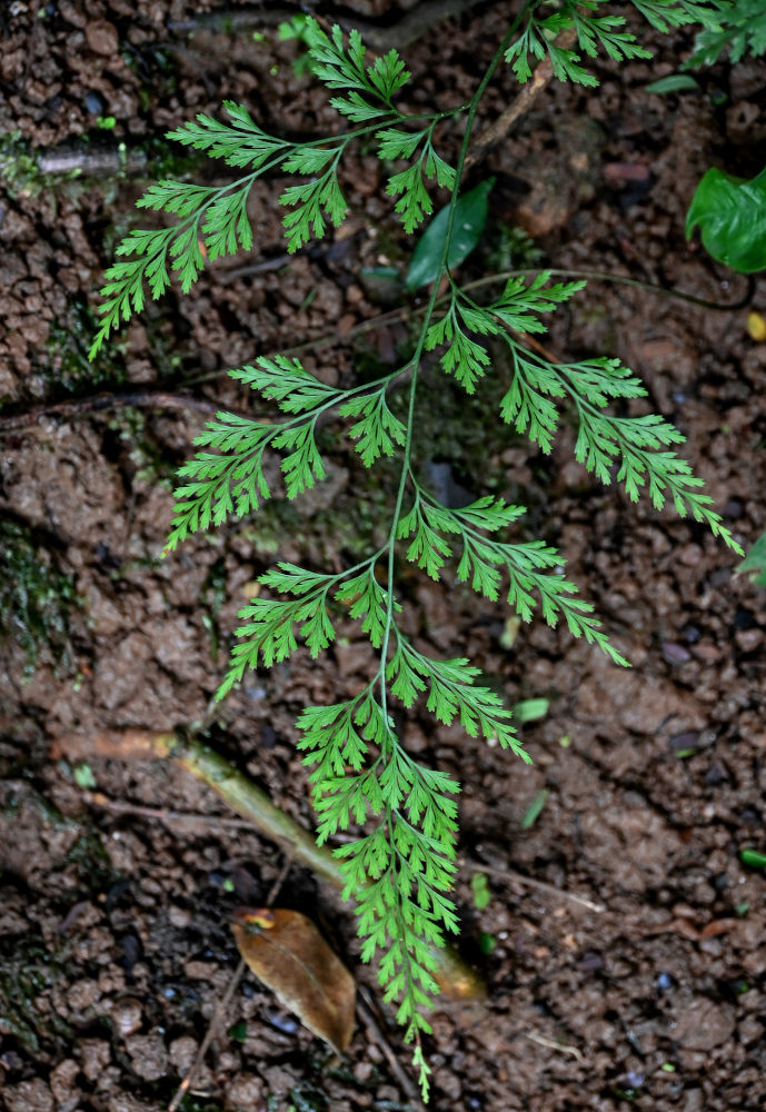 Image of Onychium japonicum specimen.