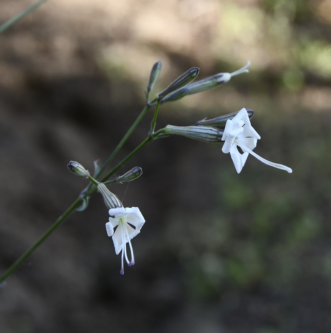 Image of Silene italica specimen.