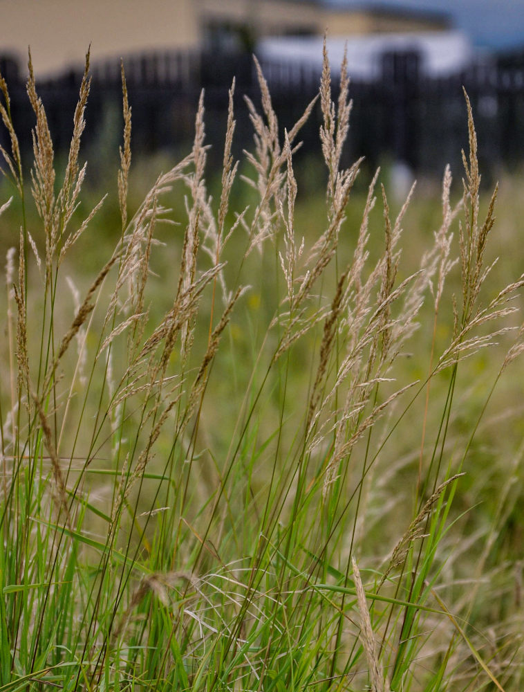 Изображение особи семейство Poaceae.