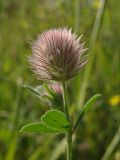 Trifolium arvense. Верхушка цветущего побега. Хабаровский край, окр. г. Комсомольск-на-Амуре, обочина дороги. 30.07.2024.