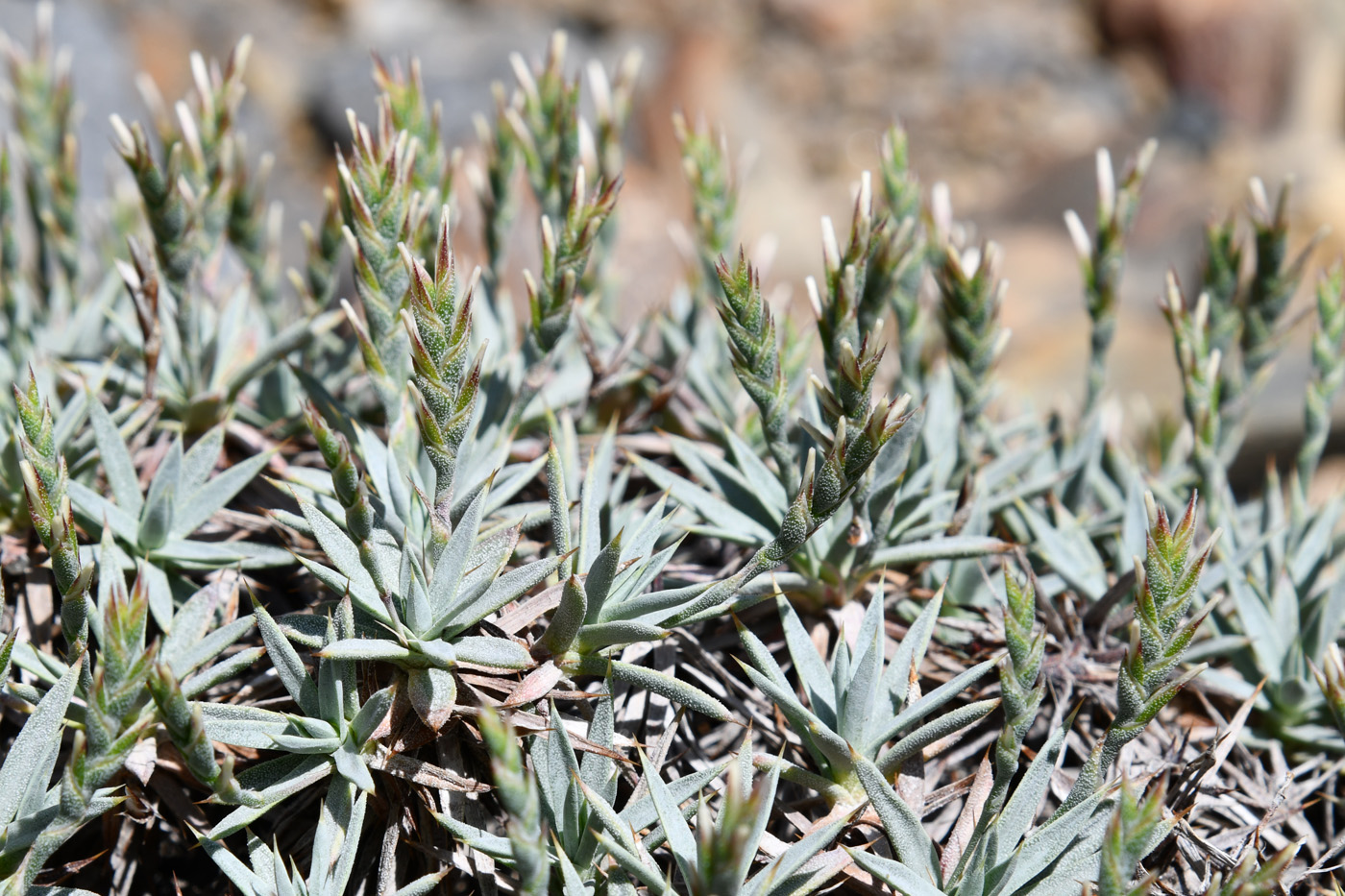 Image of Acantholimon alexeenkoanum specimen.