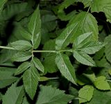 Angelica sylvestris