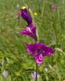 Gladiolus tenuis. Цветки. Карачаево-Черкесия, Зеленчукский р-н, гора Джисса, ≈ 1600 м н.у.м., субальпийский луг. 14.06.2024.