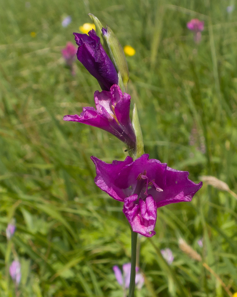 Изображение особи Gladiolus tenuis.