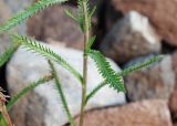 Achillea camtschatica. Средняя часть генеративного побега. Камчатский край, г. Петропавловск-Камчатский, склон Мишенной сопки, обочина тропы. 02.08.2024.