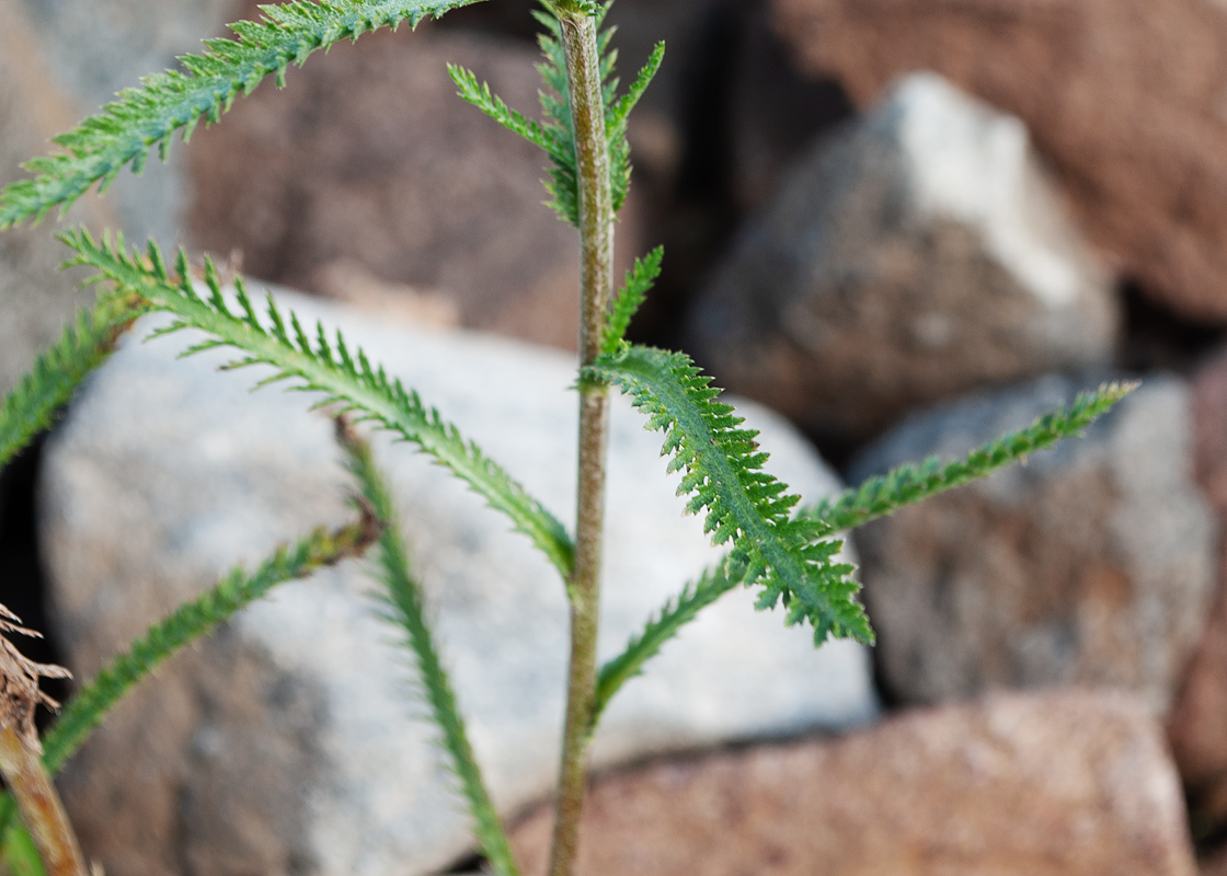 Image of Achillea camtschatica specimen.