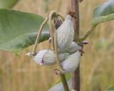 Asclepias syriaca. Плоды. Адыгея, Гиагинский р-н, станица Дондуковская, излучина р. Фарс, разнотравно-злаковый луг. 15.06.2024.