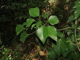 Hedera helix