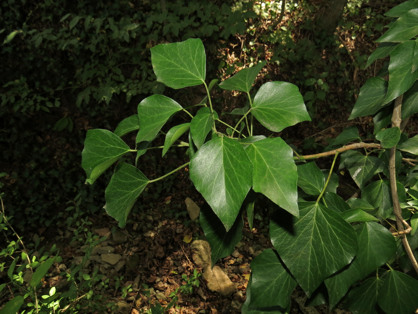 Image of genus Hedera specimen.