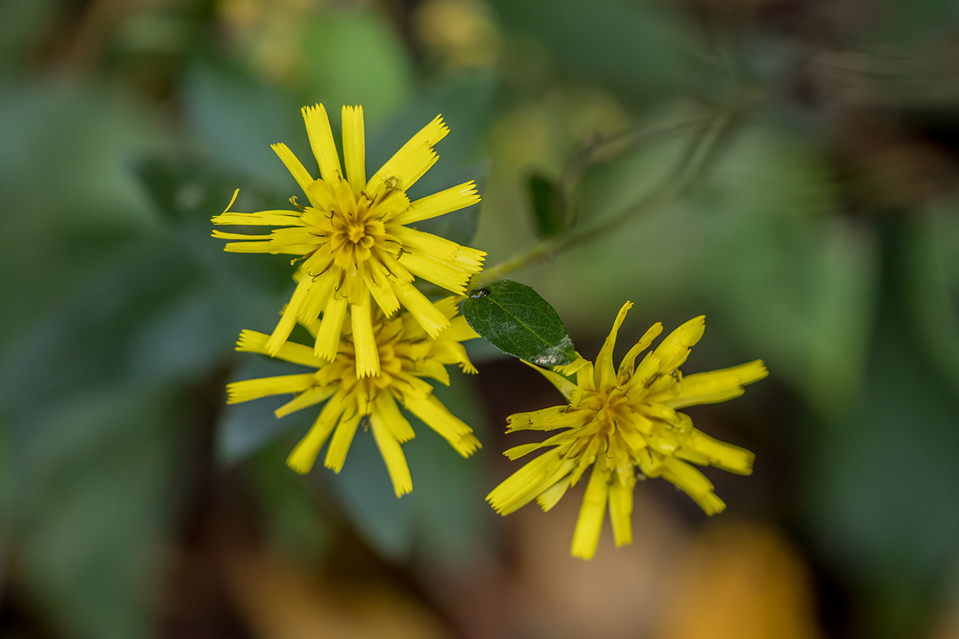 Изображение особи род Hieracium.