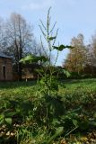 Rumex sylvestris