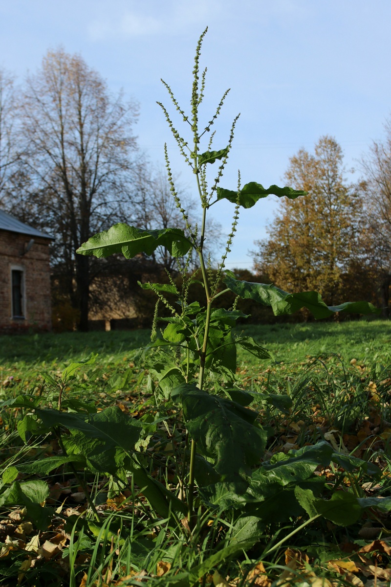 Изображение особи Rumex sylvestris.