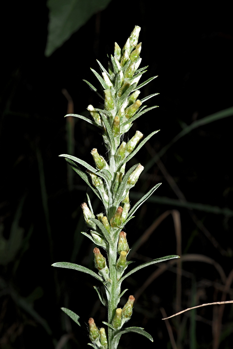 Image of Omalotheca sylvatica specimen.