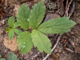 Cardamine quinquefolia. Лист с повреждениями. Крым, Южный Берег, окр. Ангарского перевала, просека под ЛЭП. 27.05.2024.