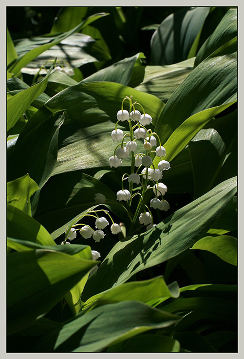 Изображение особи Convallaria majalis.