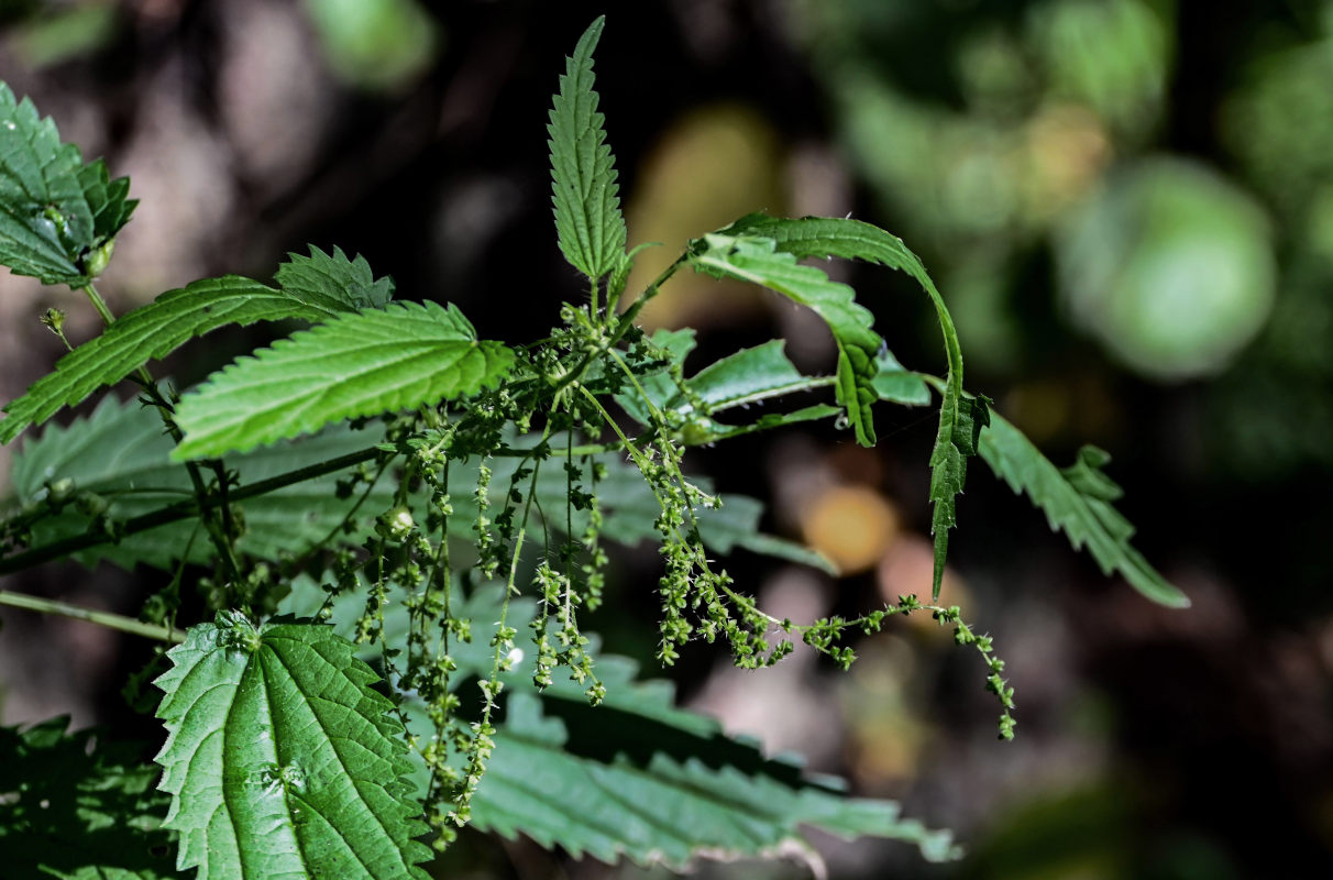 Image of Urtica dioica specimen.