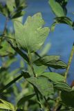 Thalictrum flavum. Средний стеблевой лист (вид на абаксиальную поверхность). Беларусь, Витебская обл., окр. пос. Езерище, берег оз. Езерище у дендрария, травяно-кустарниковые заросли рядом с площадкой для отдыха. 11.07.2024.